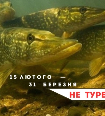 На Волині розпочнеться заборона на вилов щуки