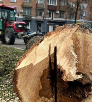 В минулому році у Полтаві було спиляно 2400 дерев: які плани на 2025 рік