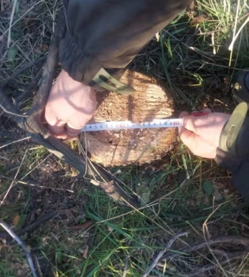У лісосмузі на Одещині незаконно вирубали дерева