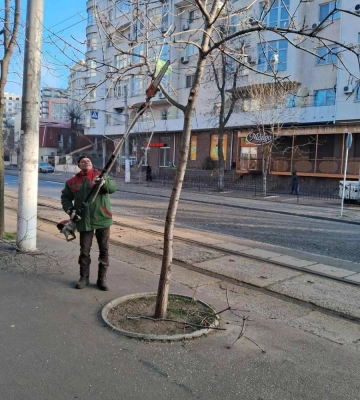 До уваги автомобілістів: в Одесі на Французькому бульварі триває підрізка дерев