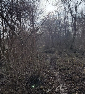 У луцькому парку зріжуть 25 тополь