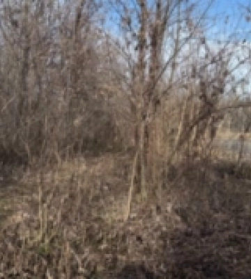 У луцькому парку видалять аварійні та пошкоджені бобрами дерева