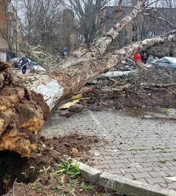 Як отримати компенсацію у Дніпрі, якщо на автівку впало дерево або дорожній знак