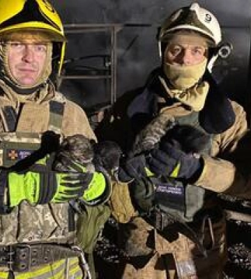 З-під завалів на Полтавщині врятували цуценят