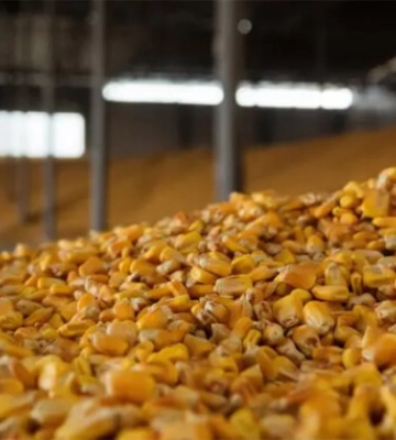 USDA прогнозує більше, ніж очікувалось, зниження світових запасів кукурудзи