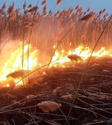 На Волині невідомі спалили майже два гектари сухої трави 