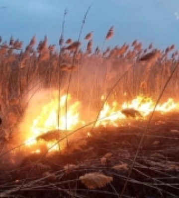 В екосистемі на Волині загорівся сухостій