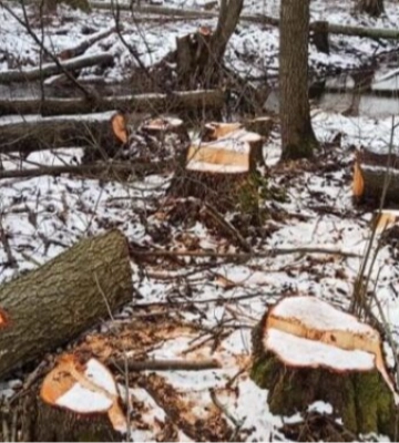 Двоє волинян незаконно зрізали більше ста дерев