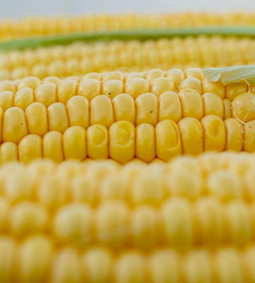 USDA знизило прогноз експорту української пшениці та кукурудзи