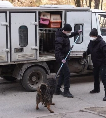 30 собак в однокімнатній квартирі. До жителя Запоріжжя навідалися зооволонтери