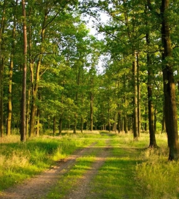 За рік державі повернули 270 гектарів лісу на Кіровоградщині