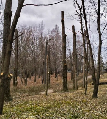 У Луцьку зрізають уражені омелою дерева