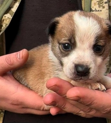 Волинський прикордонник врятував цуценя із зони бойових дій 