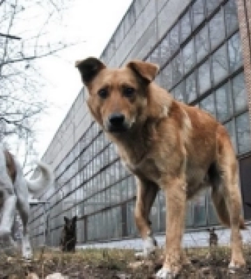 В Ізмаїлі навесні плануються заходи з регулювання чисельності безпритульних тварин