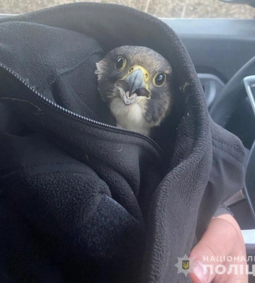 На Дніпропетровщині небайдужі поліцейські врятували травмованого птаха