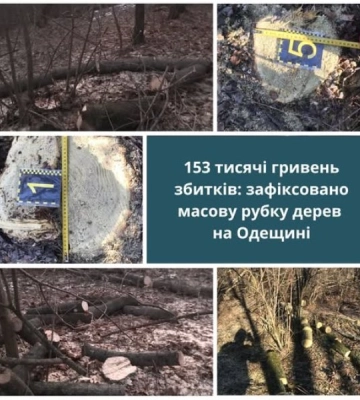 На Одещині зафіксовано масову вирубку дерев