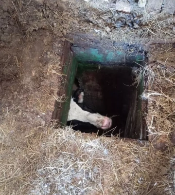 На Житомирщині бійці ДСНС врятували з погребу бідолашну... корову