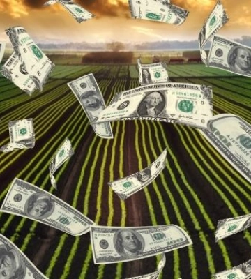 ФАО та ЄС надають до $150 тис. на агрегаційні моделі у ягідництві та овочівництві