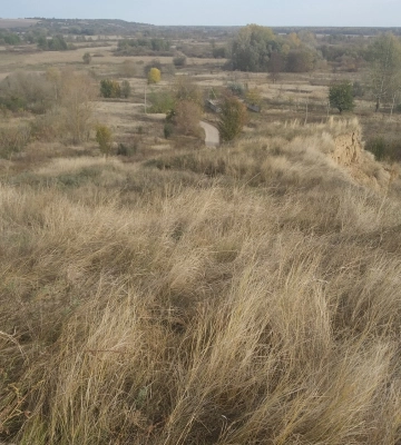 Черкащан закликають повідомляти про місця, де росте ковила (ФОТО)