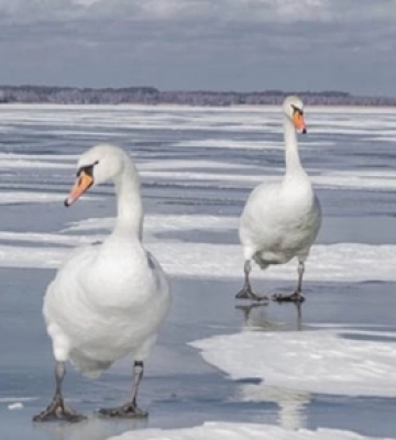Суворі морози і крига на озерах: як зимують лебеді в нацпарку на Волині 