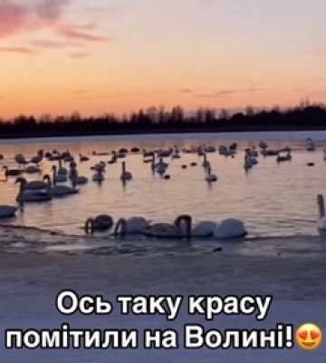 Суворі морози і крига на озерах: як зимують лебеді в нацпарку на Волині (Фото)