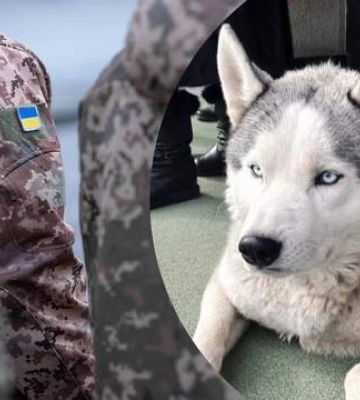 Вірність, яку не зламати: у Чернівцях хаскі щодня чекає господаря, якого мобілізували