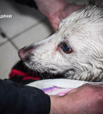 В Одесі під час пожежі врятували двох собак, ще дві тварини загинули