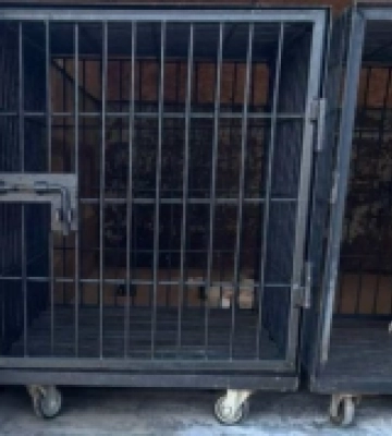У Білгороді-Дністровському стерилізували вуличних собак