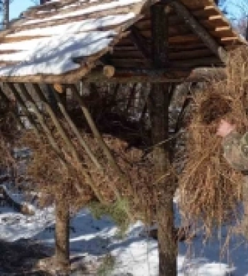 Хижих тварин відстрілюватимуть у громаді на Рівненщині
