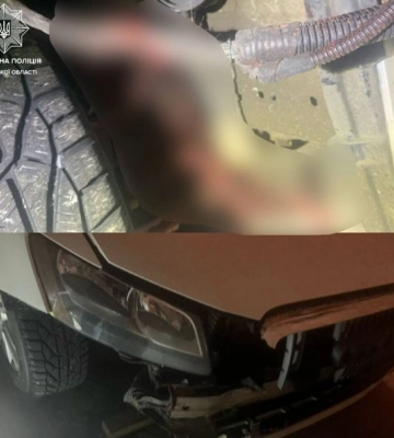 На Волині водій збив самку лося та втік. Його розшукали