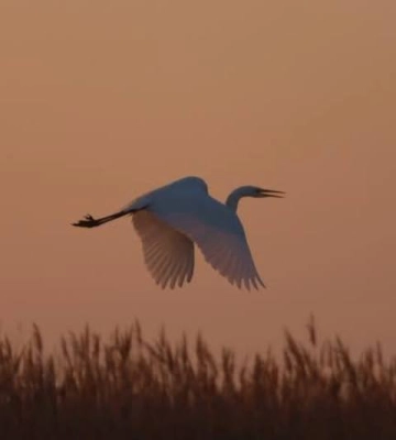 У заповіднику на Одещині зимують великі білі чаплі
