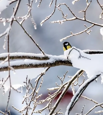 Погода в Україні 25 лютого: від +8°C на заході до -8°C на сході