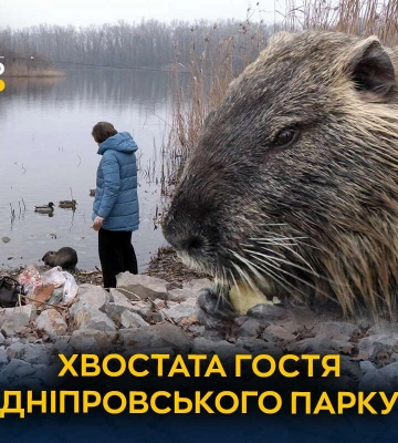 У Дніпрі нутрія оселилася біля набережної та стала місцевою зіркою