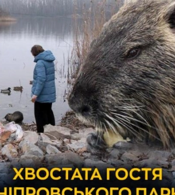 Дика нутрія у Дніпрі оселилася біля набережної та стала місцевою зіркою