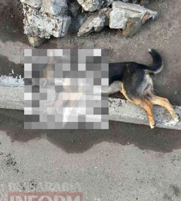 У місті на Одещині масово труять безпритульних собак