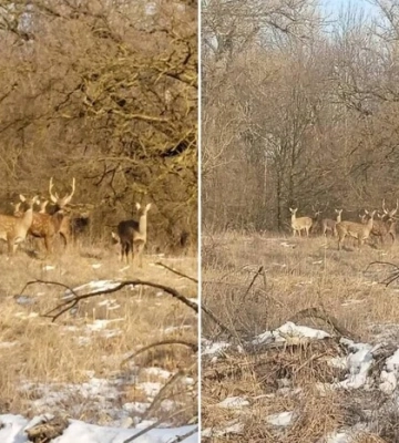 На Дніпропетровщині помічено табун екзотичних японських оленів 