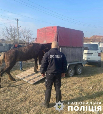 Поліцейські притягнули до відповідальності закарпатця, який знущався з коня