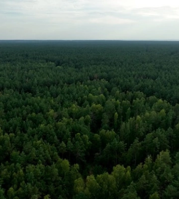 Повідомлено про підозру депутату-ліснику з Буковини, який допустив незаконну рубку дерев на ₴1,5 млн.
