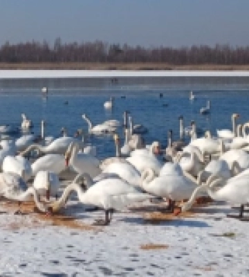 Волинь: на озері Біле лебедів підгодовують небайдужі жителі