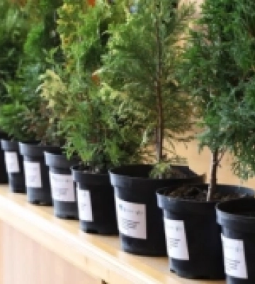 В парку Ужгорода інвентаризували дерева за американською системою «iTree Eco»