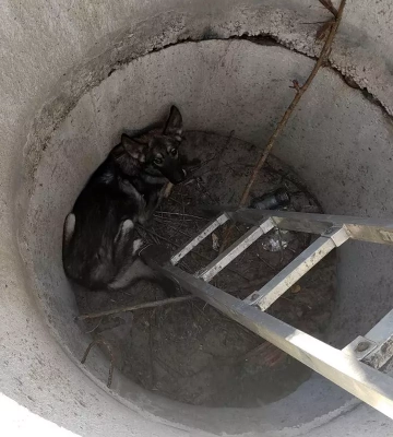 На Дніпропетровщині рятувальники допомогли безпорадному песику