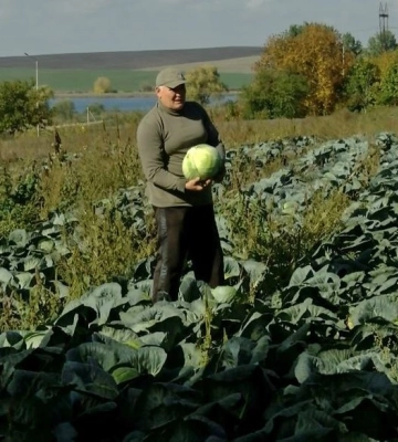 Волинський фермер вирощує та квасить капусту для армії