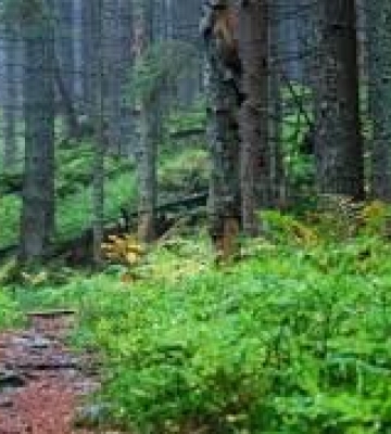 Двоє чоловіків в різних районах заблудилися у лісі: На Закарпатті рятувальники шукали грибників