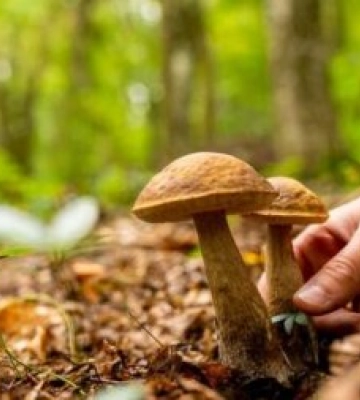 На Закарпатті вже четвертий день шукають у лісі грибника