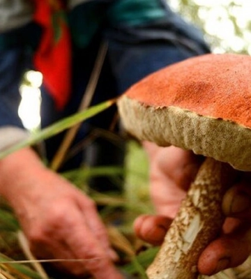 66-річну мешканку Львівщини під час збирання грибів вкусила змія