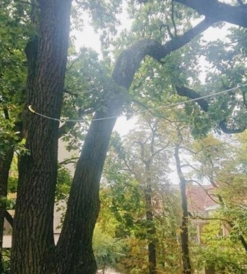 У львівському парку Франка збережуть 280-річний дуб