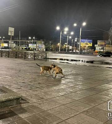 В Кривом Роге отловили семь бездомных собак