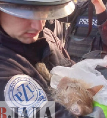 З-під завалів розбомбленого рашистами будинку в Шевченківському районі Києва врятували кота
