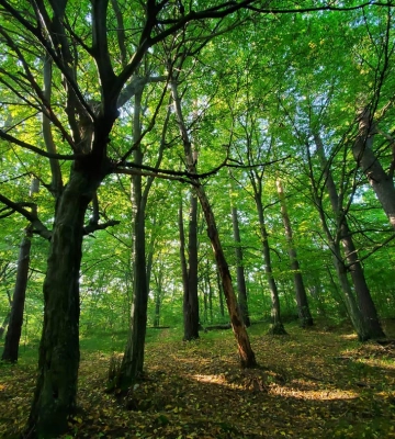 Ділянку Брюховицького лісу повернуто у державну власність