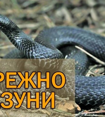 На Львівщині чоловік потрапив до реанімації через укус змії